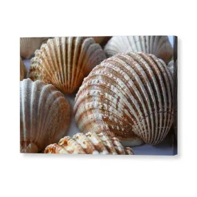 Sea Shells - Canvas Print