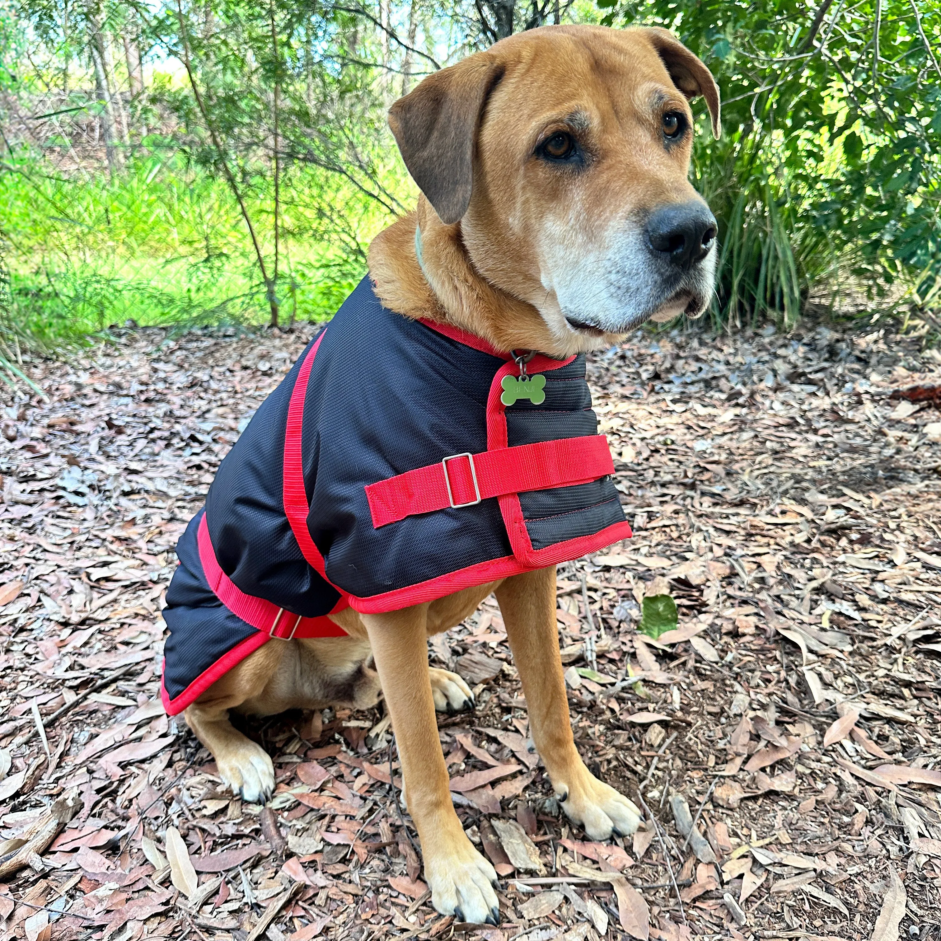 ZeeZ Supreme Dog Coat - Navy Stone/Red